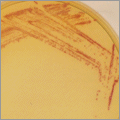 Indolyl [Indoxyl] Substrates